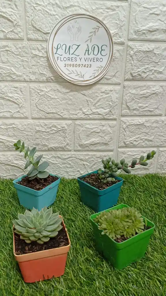 Suculentas Variedad De Diseños En Matera Plastica