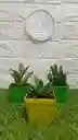 Suculentas Variedad De Diseños En Matera Plastica