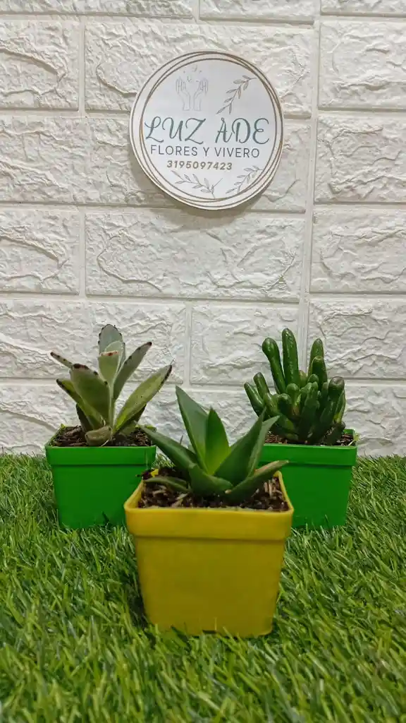 Suculentas Variedad De Diseños En Matera Plastica