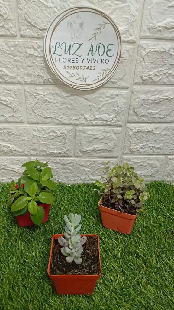 Suculentas Variedad De Diseños En Matera Plastica