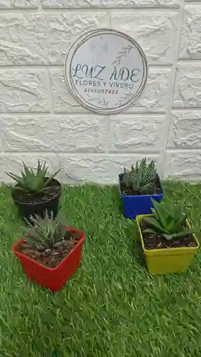 Suculentas Exoticas Enmatera Plastica