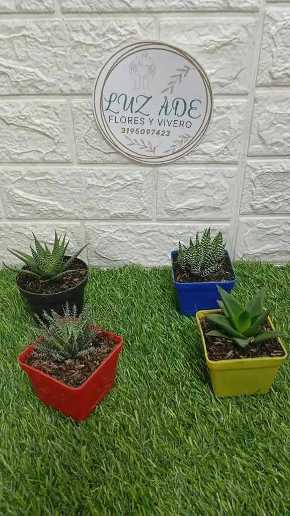 Suculentas Exoticas Enmatera Plastica