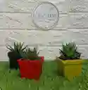 Suculentas Exoticas Enmatera Plastica
