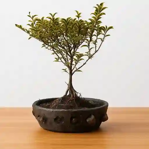 Bonsai Ficus 3 Años De Edad