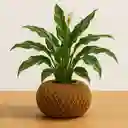 Kokedama Anturio Blanco