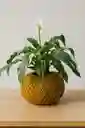 Kokedama Anturio Blanco