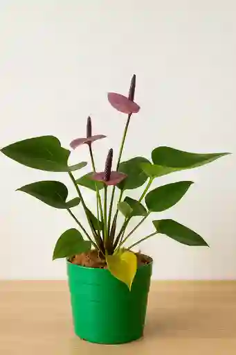 Anturio Morado