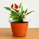 Anturio Rojo Hoja Mini
