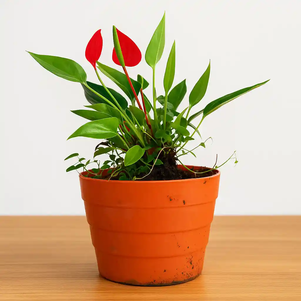 Anturio Rojo Hoja Mini