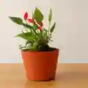 Anturio Rojo Hoja Mini