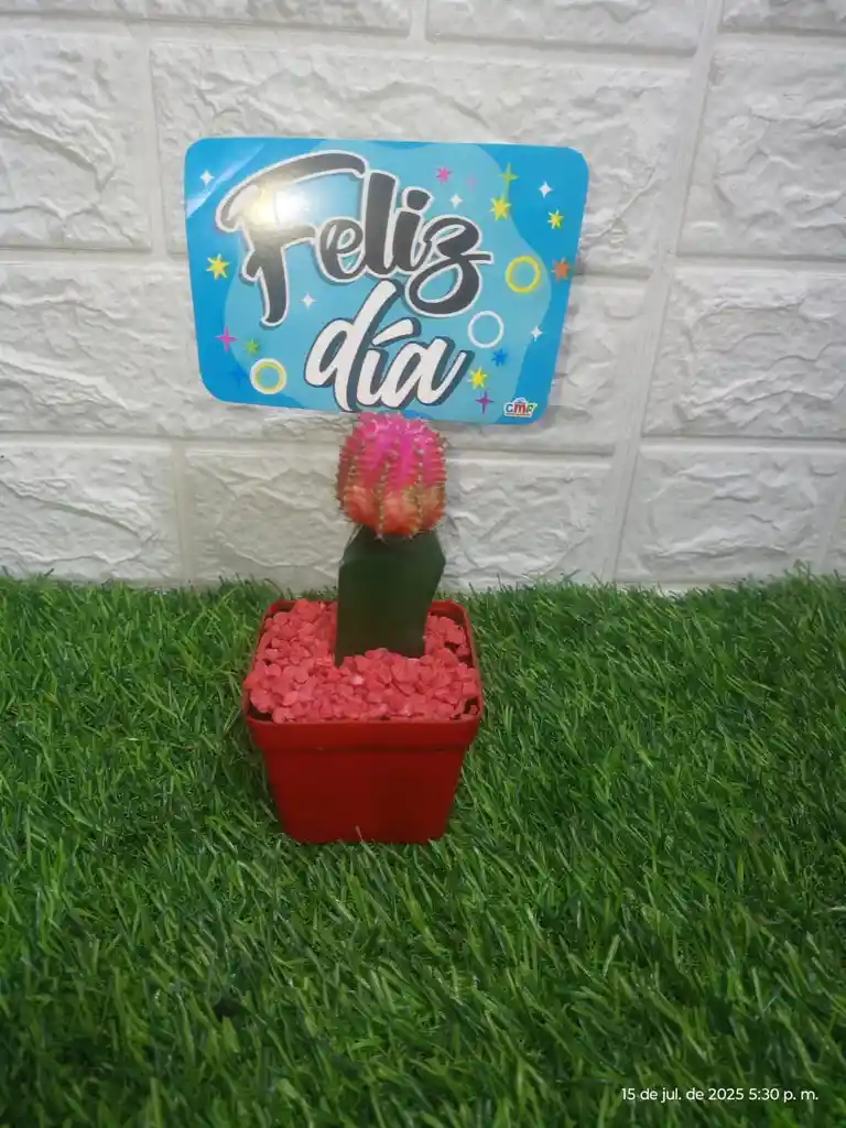 Cactus Coreano Pequeño