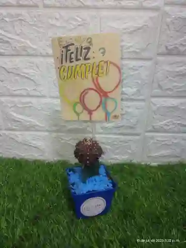 Cactus Coreano Pequeño