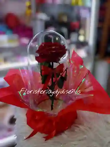 Rosa Elegante