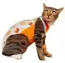 Faja Para Gatos Post Quirurgicas Talla S Peso 2 A 3 Kg