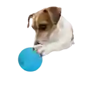 Afp Meta Ball Rebote Y Sonajero Para Perro - Único