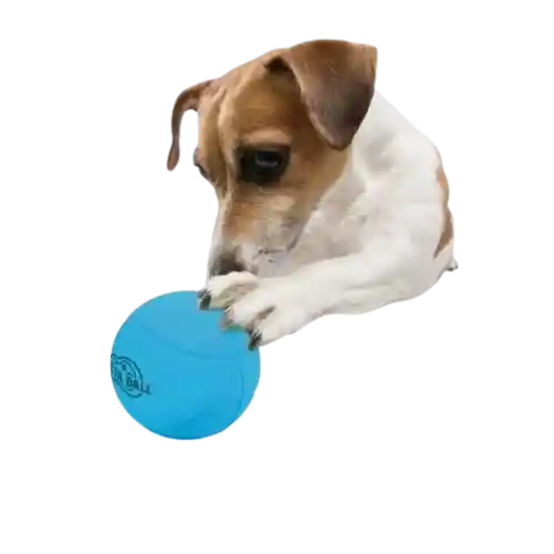 Afp Meta Ball Rebote Y Sonajero Para Perro - Único