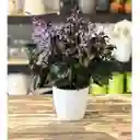 Plectranthus