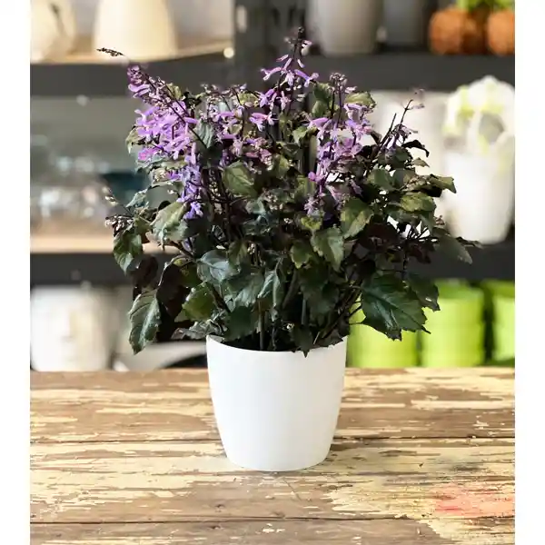 Plectranthus