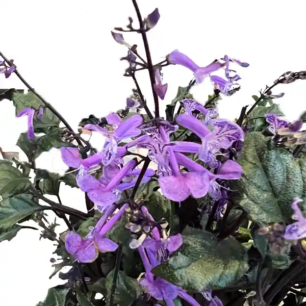 Plectranthus