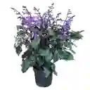 Plectranthus