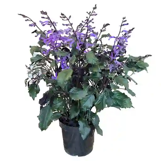 Plectranthus