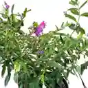 Diosma