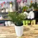 Diosma
