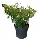 Diosma