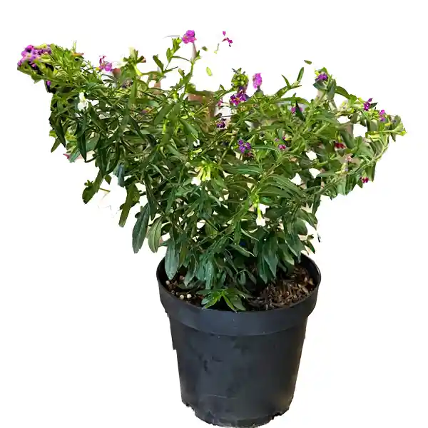 Diosma