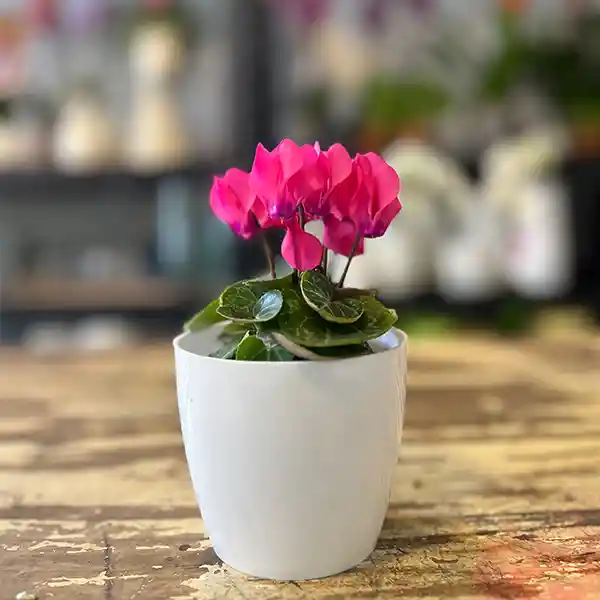Cyclamen Mini (rosa De Los Alpes)