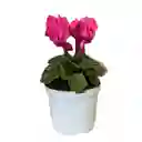 Cyclamen Mini (rosa De Los Alpes)