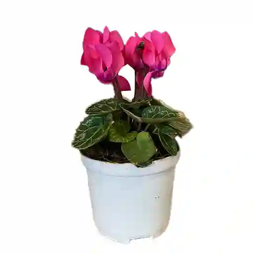 Cyclamen Mini (rosa De Los Alpes)