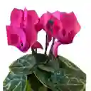 Cyclamen Mini (rosa De Los Alpes)