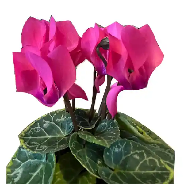 Cyclamen Mini (rosa De Los Alpes)