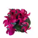 Cyclamen Mini (rosa De Los Alpes)