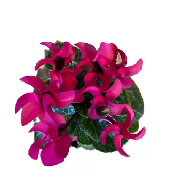 Cyclamen Mini (rosa De Los Alpes)