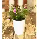 Calibrachoa