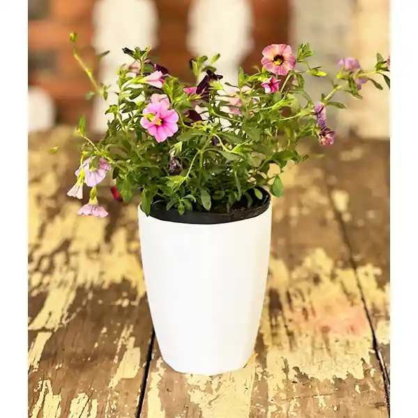 Calibrachoa