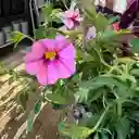Calibrachoa