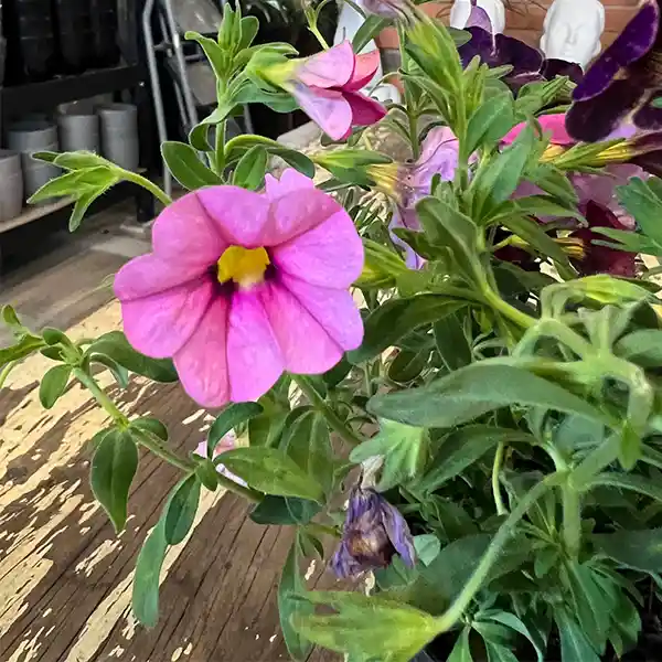 Calibrachoa