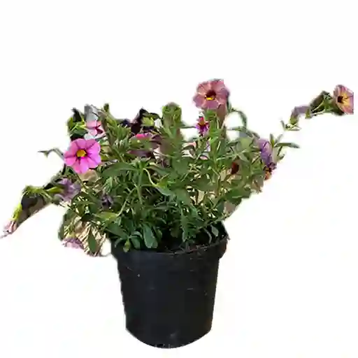 Calibrachoa