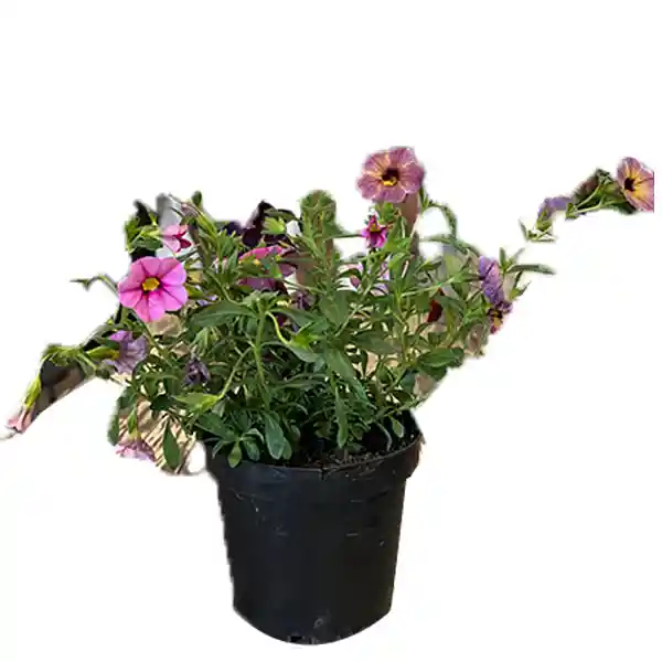 Calibrachoa