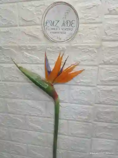 Ave Del Paraiso Para Jarron