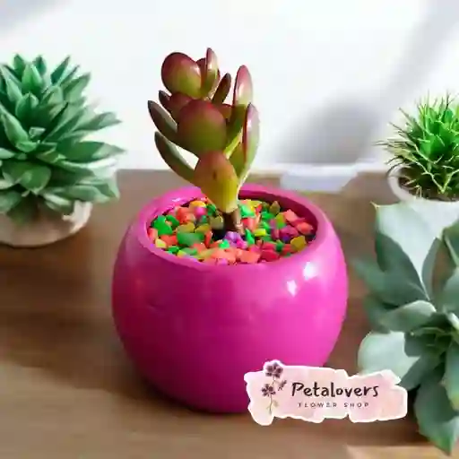 Suculenta Fucsia