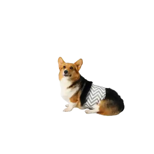 M-pets Pañal Lavable Para Perro Macho - S