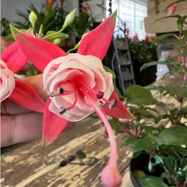 Planta Fucsia