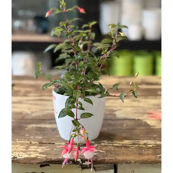 Planta Fucsia
