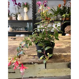 Planta Fucsia
