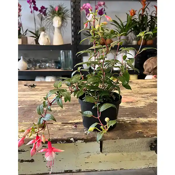 Planta Fucsia