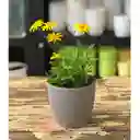 Margarita